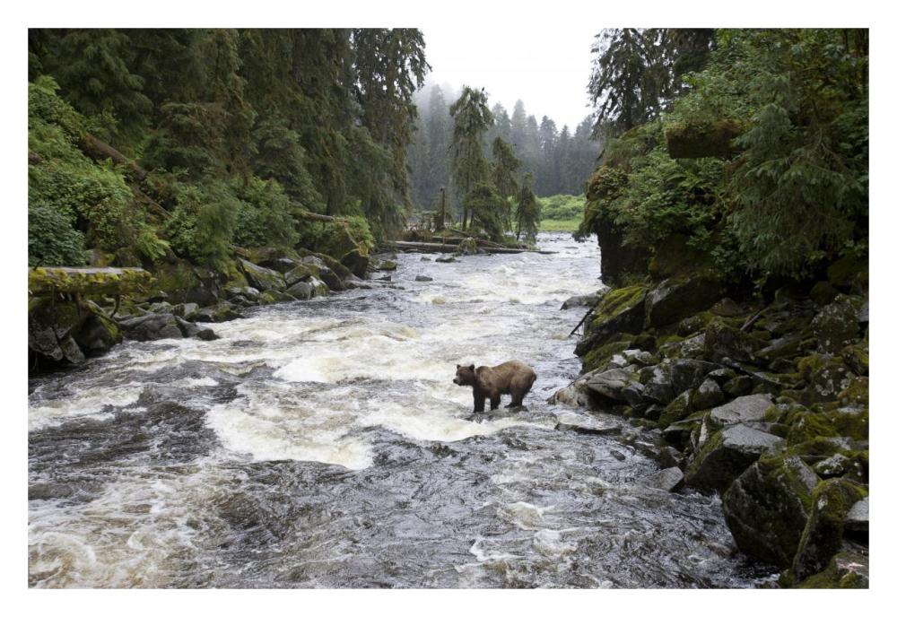 Grizzly Bear fishing along Anan Creek, Tongass National Forest, Alaska-Paper Art-32"x22"