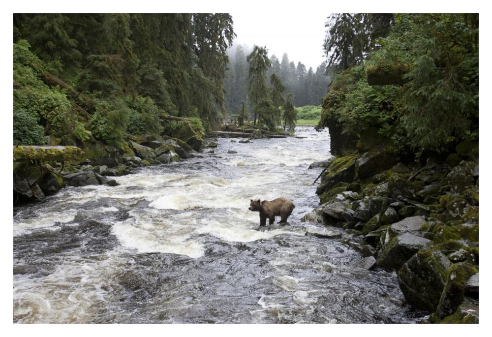 Grizzly Bear fishing along Anan Creek, Tongass National Forest, Alaska-Paper Art-38"x26"