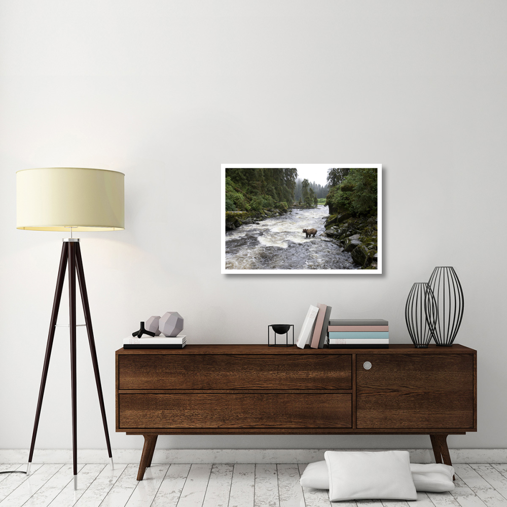 Grizzly Bear fishing along Anan Creek, Tongass National Forest, Alaska-Paper Art-38&quotx26"