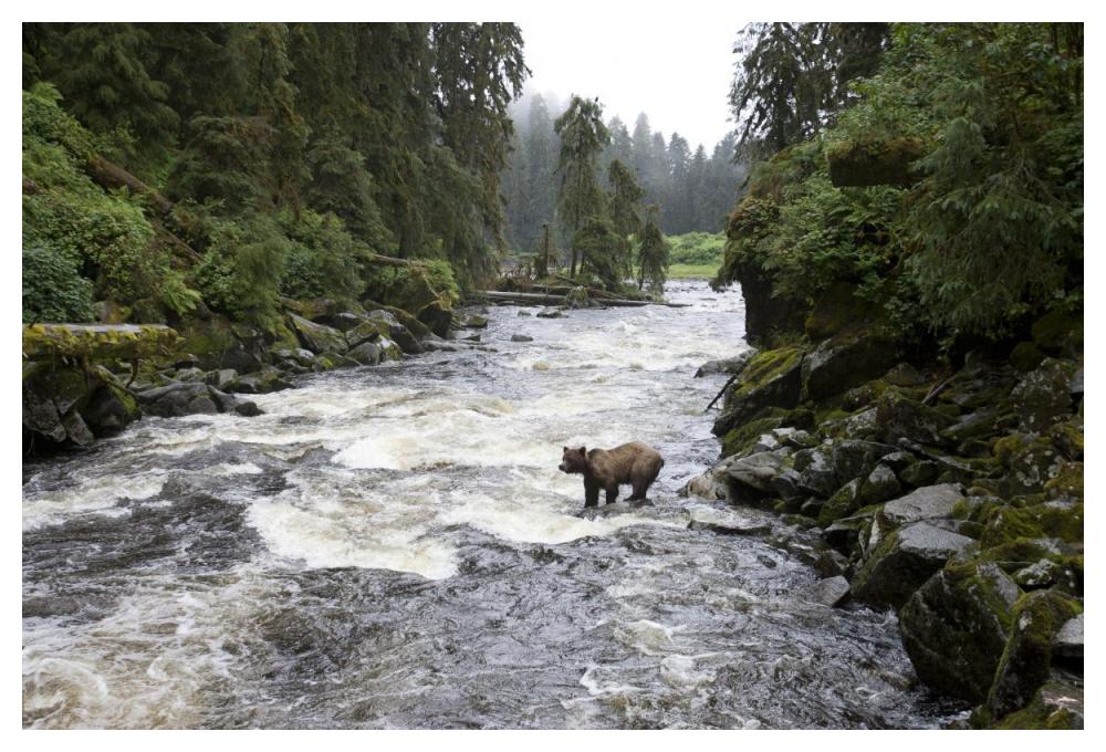 Grizzly Bear fishing along Anan Creek, Tongass National Forest, Alaska-Paper Art-50"x34"