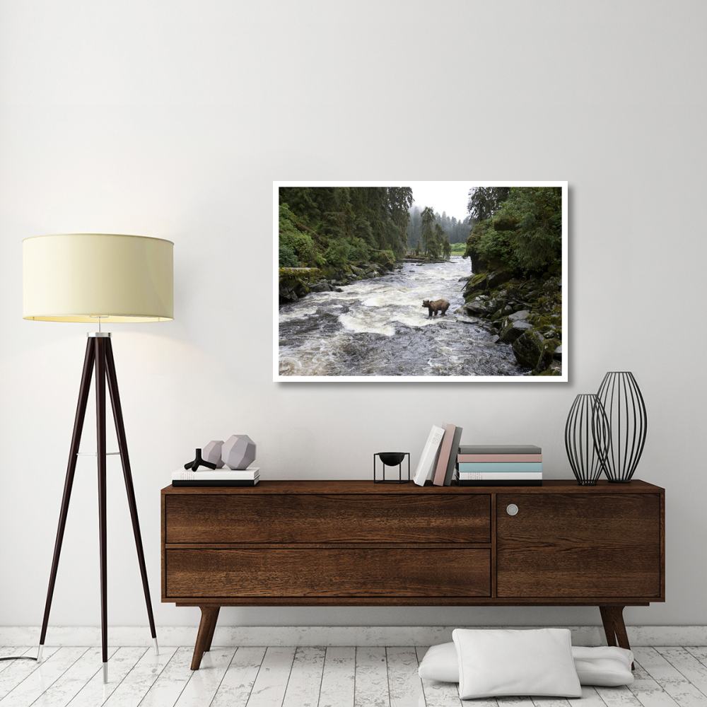 Grizzly Bear fishing along Anan Creek, Tongass National Forest, Alaska-Paper Art-50&quotx34"