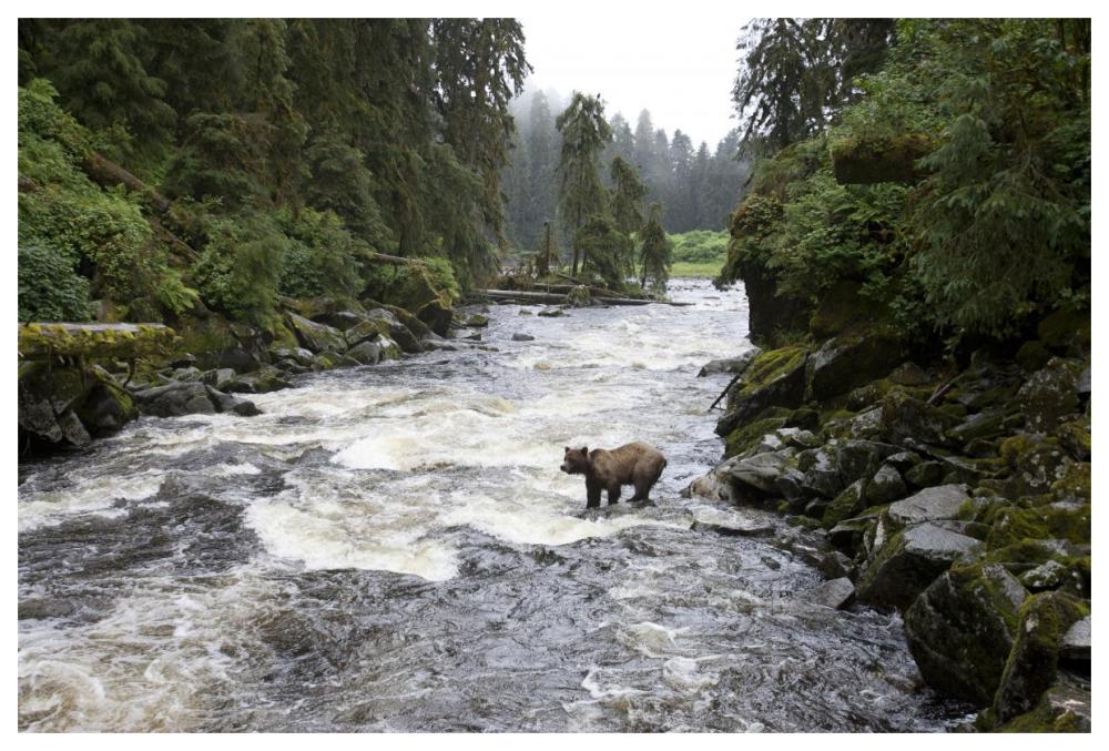 Grizzly Bear fishing along Anan Creek, Tongass National Forest, Alaska-Paper Art-62"x42"
