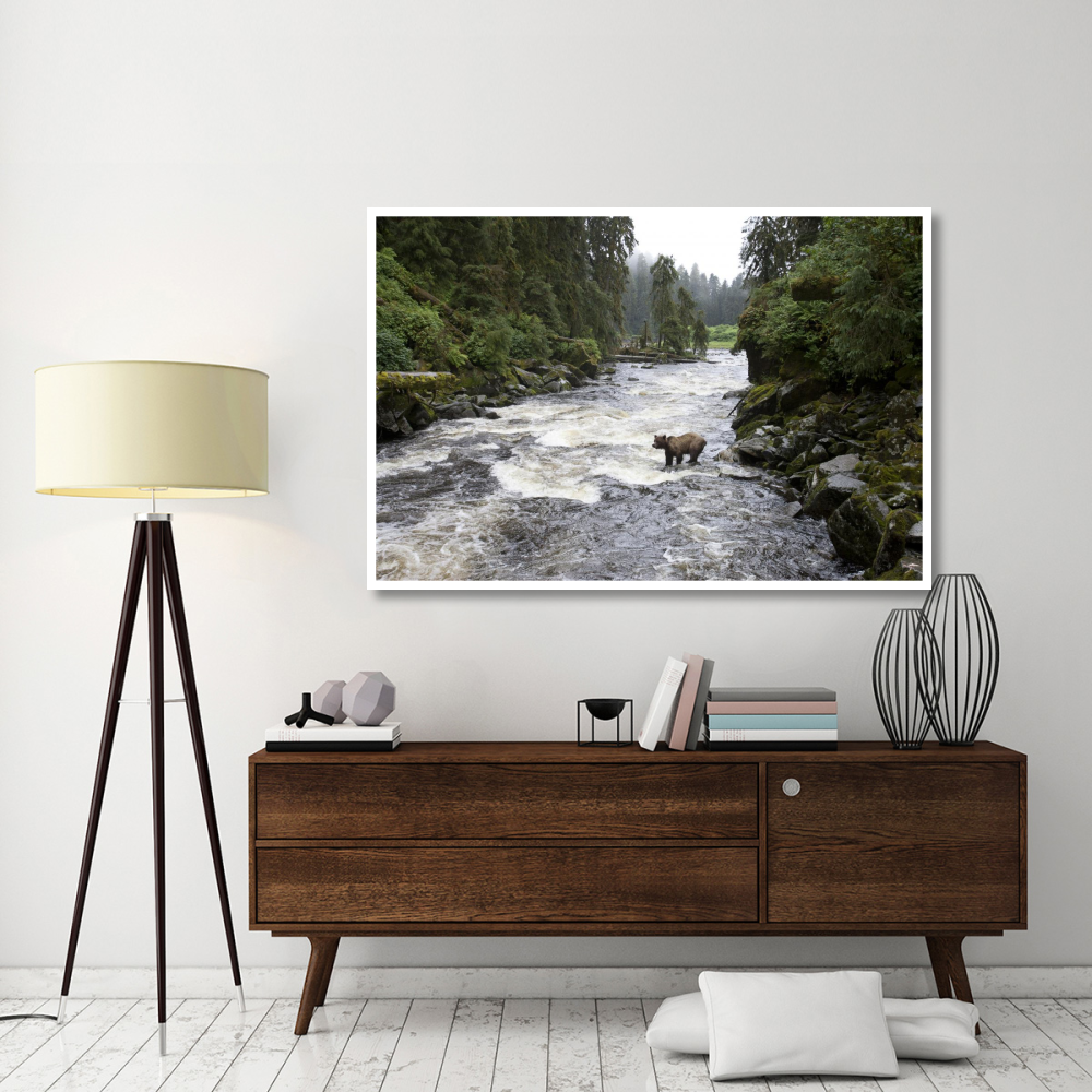 Grizzly Bear fishing along Anan Creek, Tongass National Forest, Alaska-Paper Art-62&quotx42"