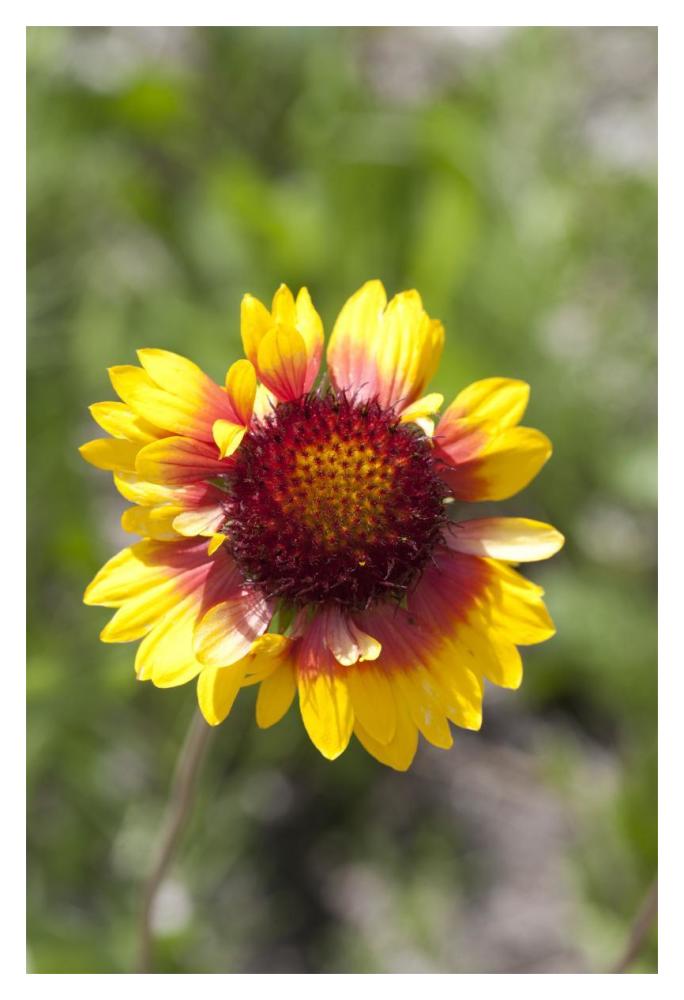Annual Coreopsis flower, Spruce Woods Provincial Park, Manitoba, Canada-Paper Art-14"x20"