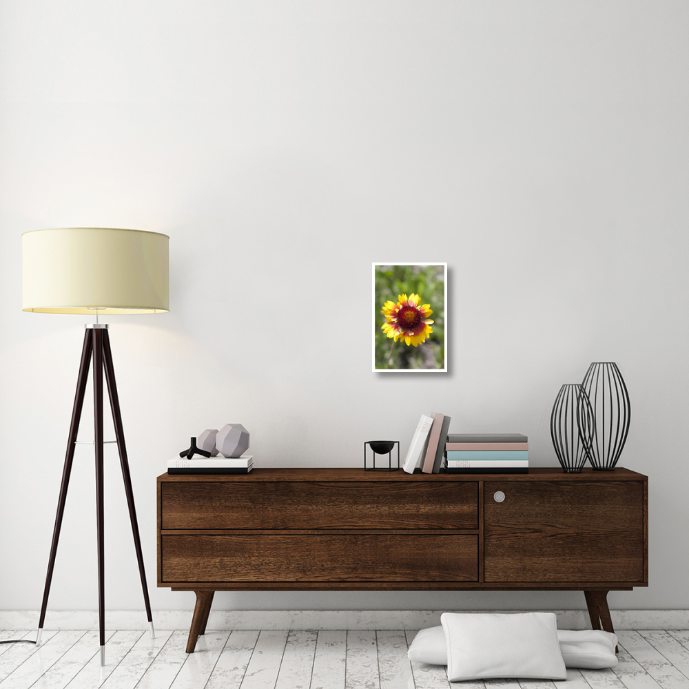 Annual Coreopsis flower, Spruce Woods Provincial Park, Manitoba, Canada-Paper Art-14&quotx20"