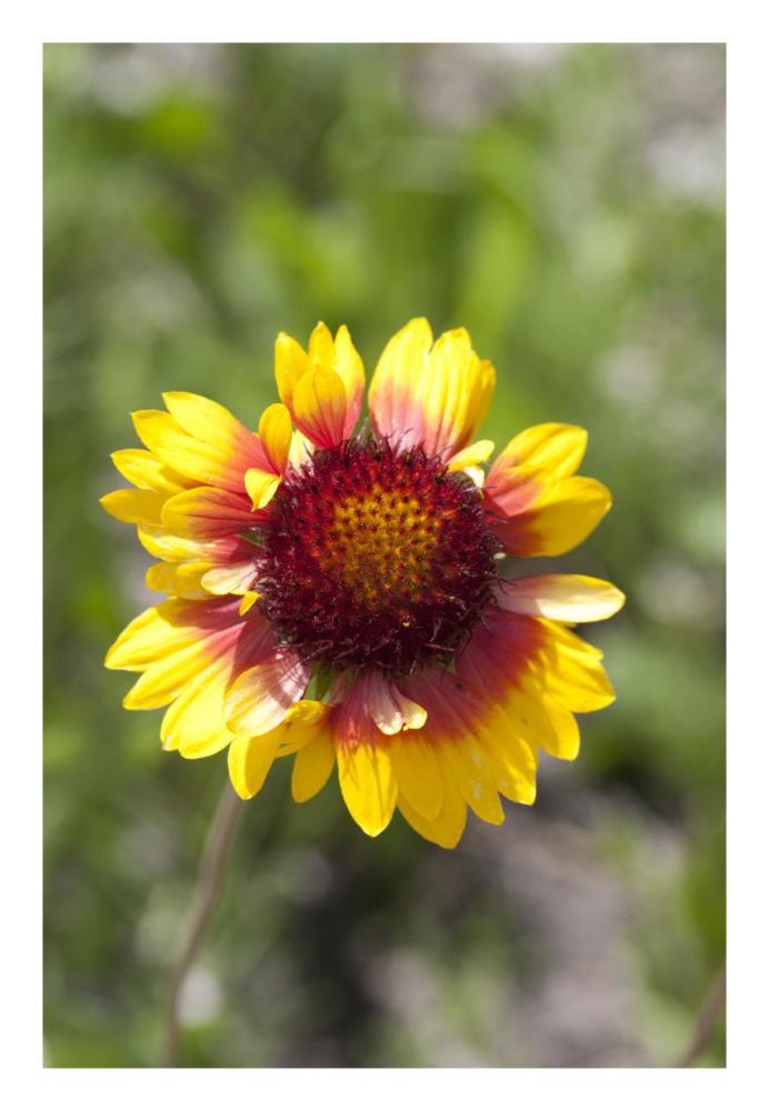 Annual Coreopsis flower, Spruce Woods Provincial Park, Manitoba, Canada-Paper Art-18"x26"