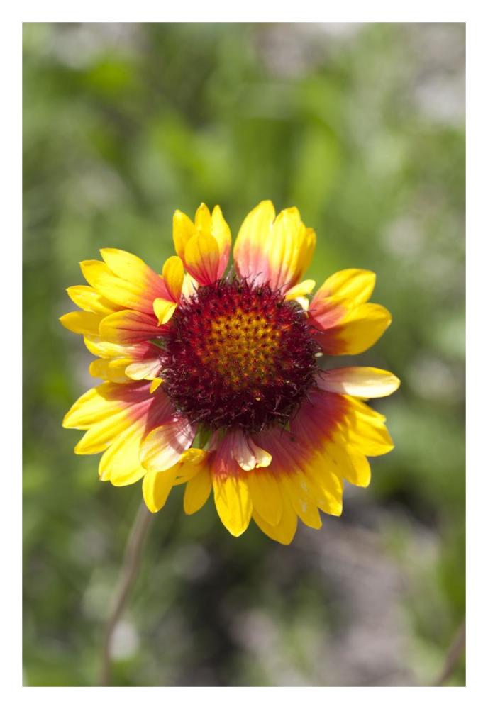 Annual Coreopsis flower, Spruce Woods Provincial Park, Manitoba, Canada-Paper Art-22"x32"