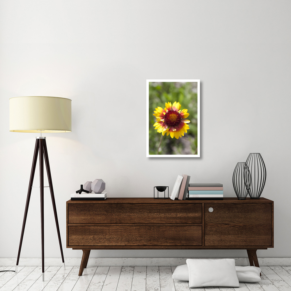 Annual Coreopsis flower, Spruce Woods Provincial Park, Manitoba, Canada-Paper Art-22&quotx32"