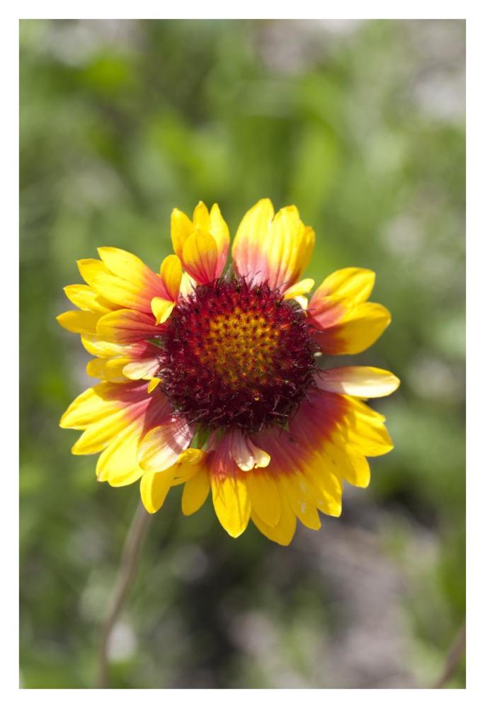 Annual Coreopsis flower, Spruce Woods Provincial Park, Manitoba, Canada-Paper Art-26"x38"