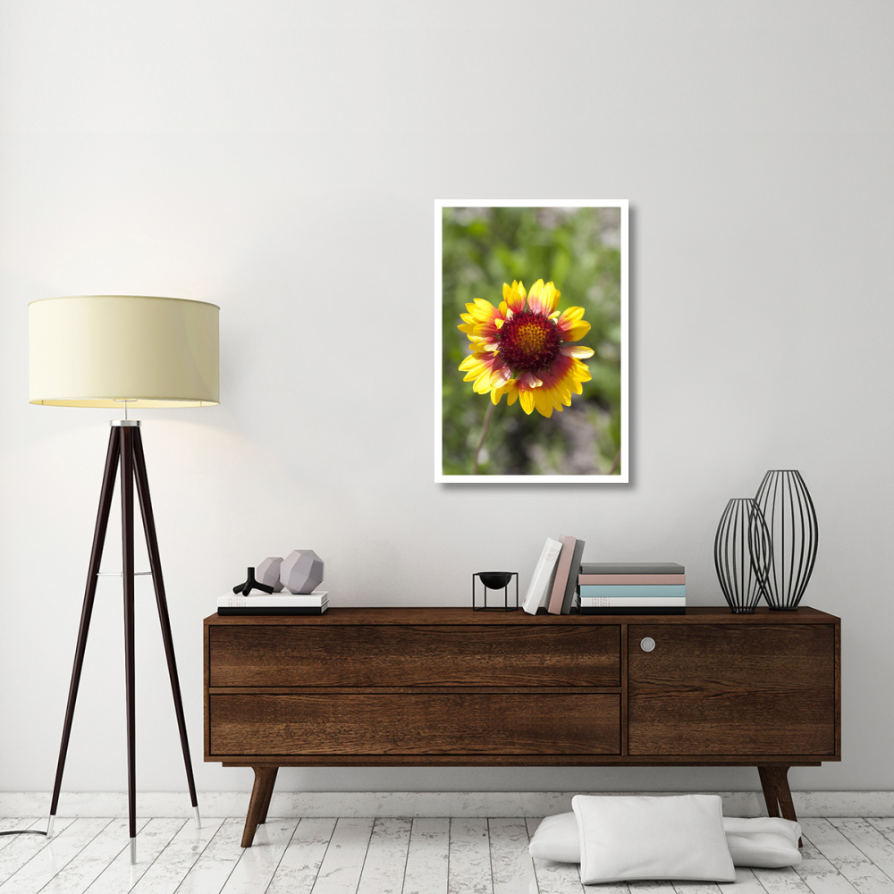 Annual Coreopsis flower, Spruce Woods Provincial Park, Manitoba, Canada-Paper Art-26&quotx38"