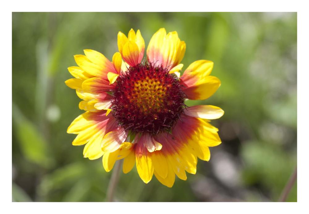 Annual Coreopsis flower, Spruce Woods Provincial Park, Manitoba, Canada-Paper Art-26"x18"