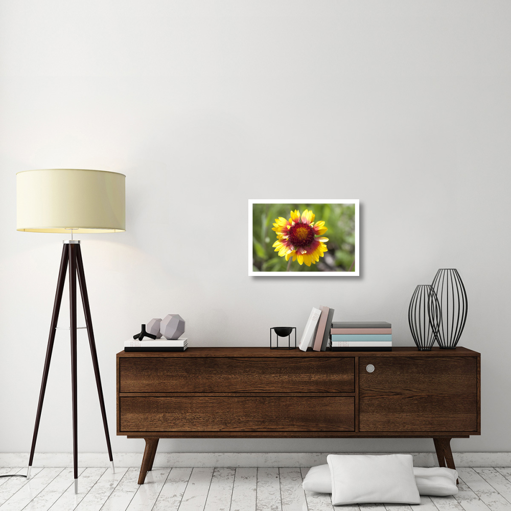 Annual Coreopsis flower, Spruce Woods Provincial Park, Manitoba, Canada-Paper Art-26&quotx18"