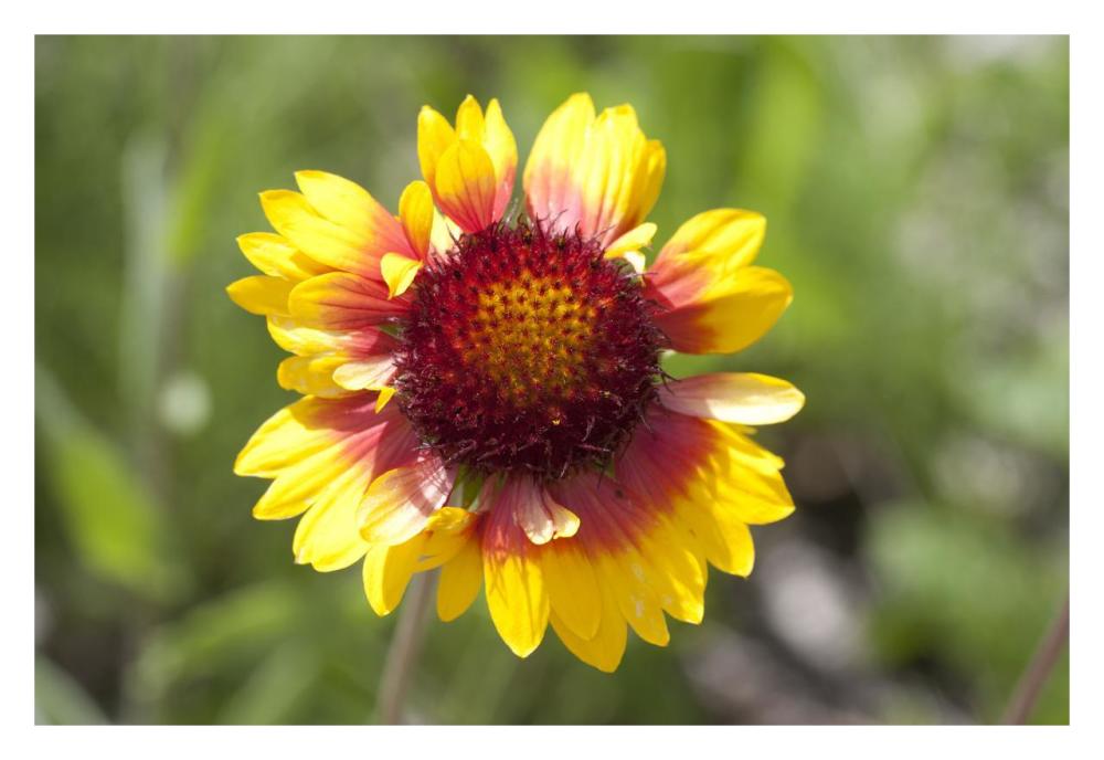 Annual Coreopsis flower, Spruce Woods Provincial Park, Manitoba, Canada-Paper Art-32"x22"