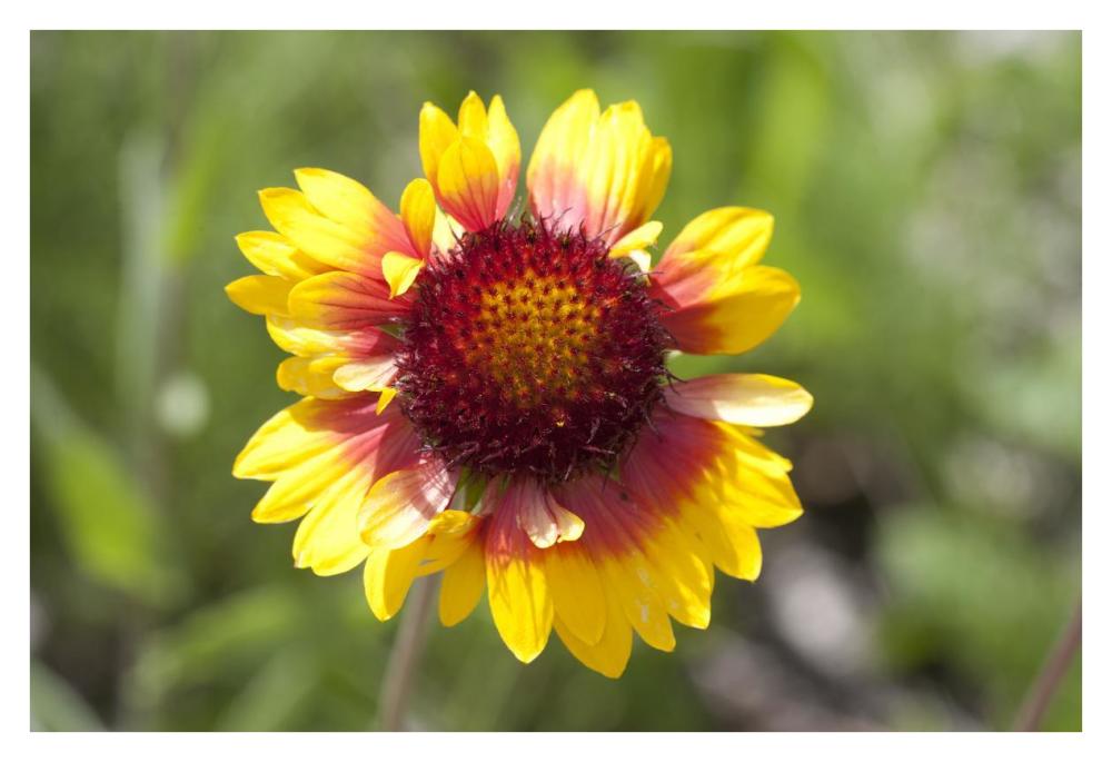 Annual Coreopsis flower, Spruce Woods Provincial Park, Manitoba, Canada-Paper Art-38"x26"