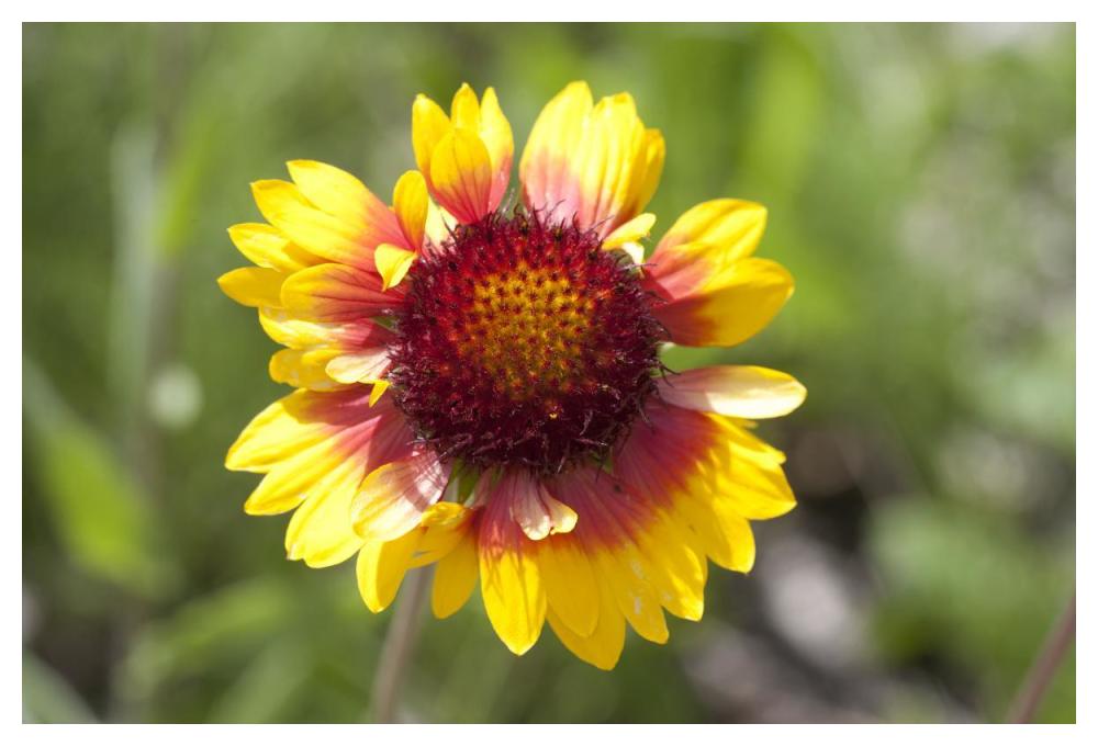 Annual Coreopsis flower, Spruce Woods Provincial Park, Manitoba, Canada-Paper Art-50"x34"