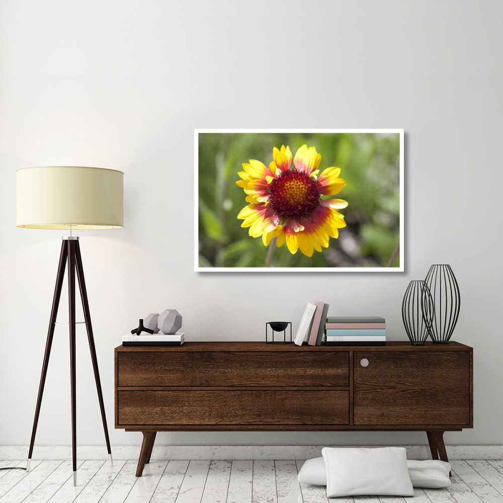 Annual Coreopsis flower, Spruce Woods Provincial Park, Manitoba, Canada-Paper Art-50&quotx34"