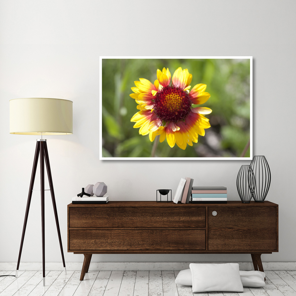 Annual Coreopsis flower, Spruce Woods Provincial Park, Manitoba, Canada-Paper Art-62&quotx42"