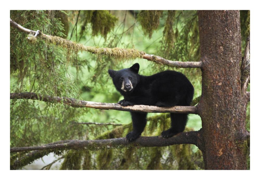 Black Bear cub in tree along Anan Creek, Tongass National Forest, Alaska-Paper Art-26"x18"