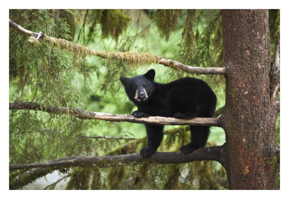 Black Bear cub in tree along Anan Creek, Tongass National Forest, Alaska-Paper Art-32"x22"