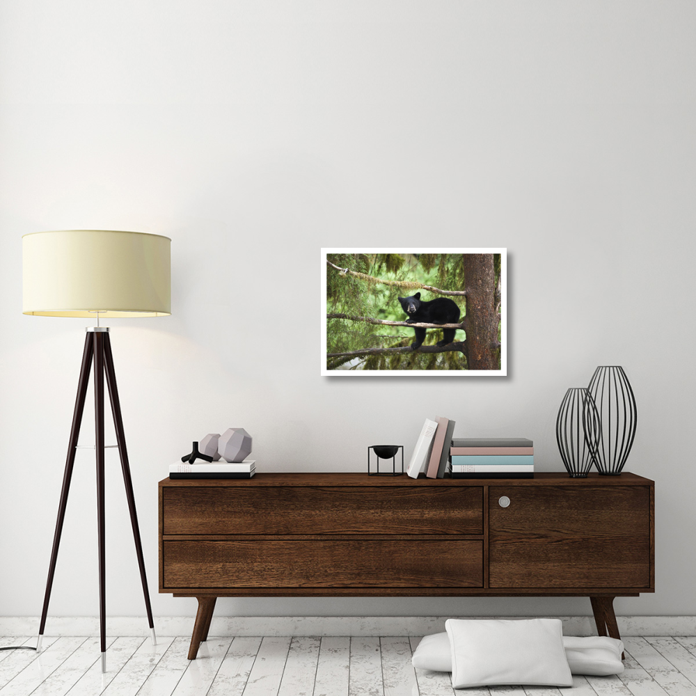 Black Bear cub in tree along Anan Creek, Tongass National Forest, Alaska-Paper Art-32&quotx22"