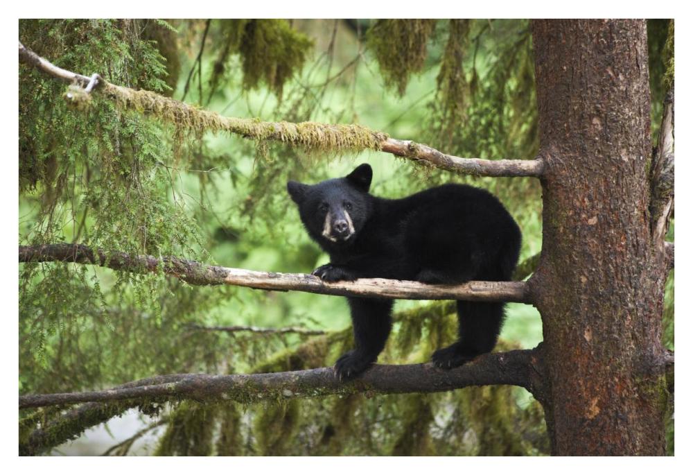 Black Bear cub in tree along Anan Creek, Tongass National Forest, Alaska-Paper Art-38"x26"