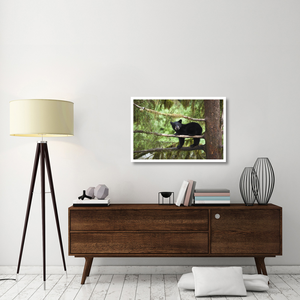 Black Bear cub in tree along Anan Creek, Tongass National Forest, Alaska-Paper Art-38&quotx26"