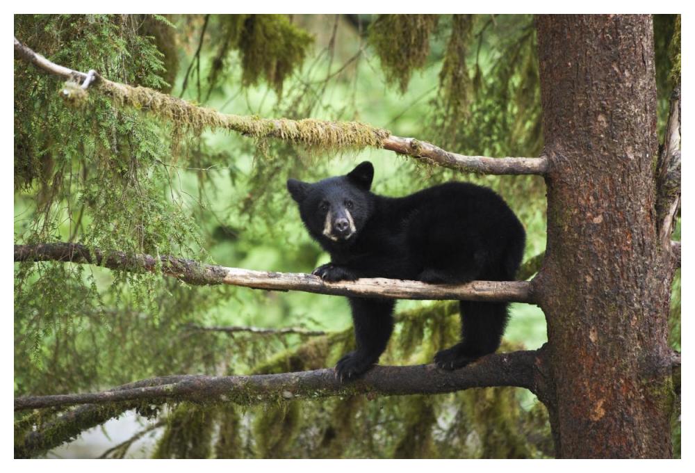 Black Bear cub in tree along Anan Creek, Tongass National Forest, Alaska-Paper Art-50"x34"
