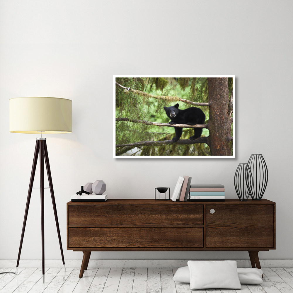 Black Bear cub in tree along Anan Creek, Tongass National Forest, Alaska-Paper Art-50&quotx34"