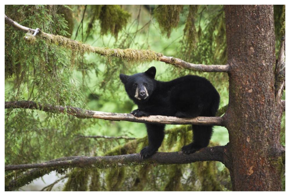 Black Bear cub in tree along Anan Creek, Tongass National Forest, Alaska-Paper Art-62"x42"