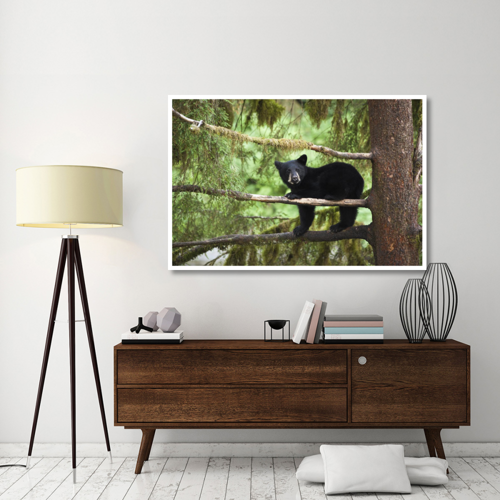 Black Bear cub in tree along Anan Creek, Tongass National Forest, Alaska-Paper Art-62&quotx42"
