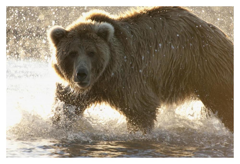 Grizzly Bear foraging for salmon in stream, Katmai National Park, Alaska-Paper Art-20"x14"