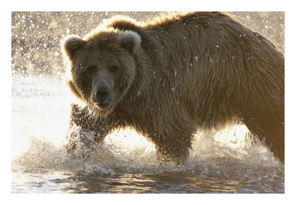 Grizzly Bear foraging for salmon in stream, Katmai National Park, Alaska-Paper Art-26"x18"