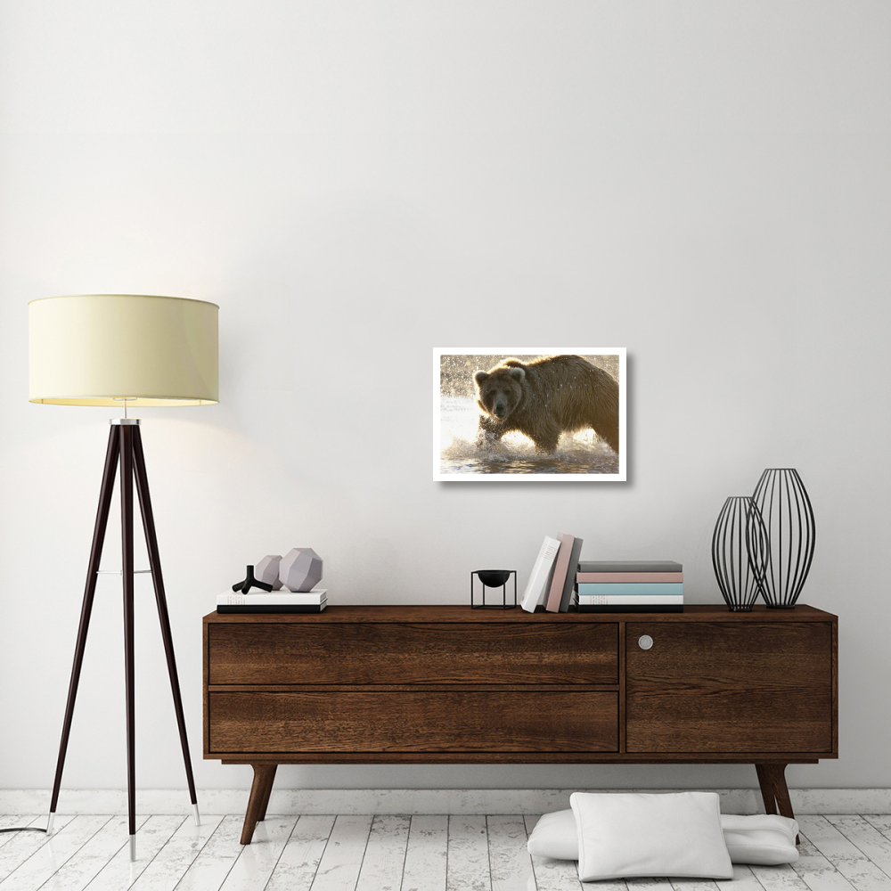 Grizzly Bear foraging for salmon in stream, Katmai National Park, Alaska-Paper Art-26&quotx18"