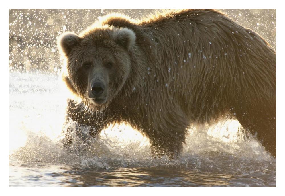 Grizzly Bear foraging for salmon in stream, Katmai National Park, Alaska-Paper Art-32"x22"