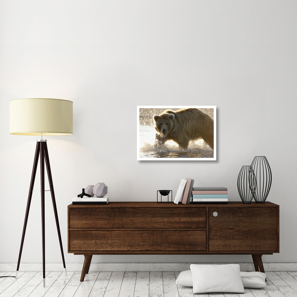 Grizzly Bear foraging for salmon in stream, Katmai National Park, Alaska-Paper Art-32&quotx22"