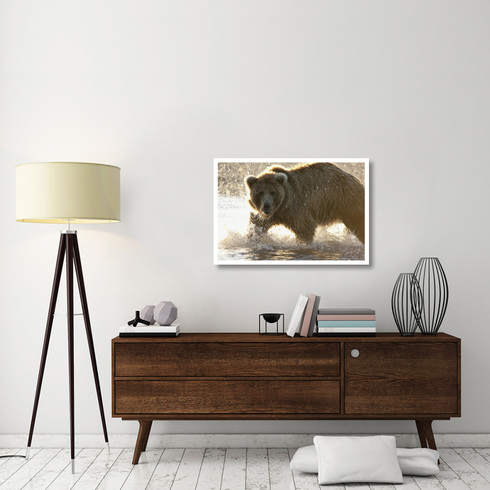 Grizzly Bear foraging for salmon in stream, Katmai National Park, Alaska-Paper Art-38&quotx26"