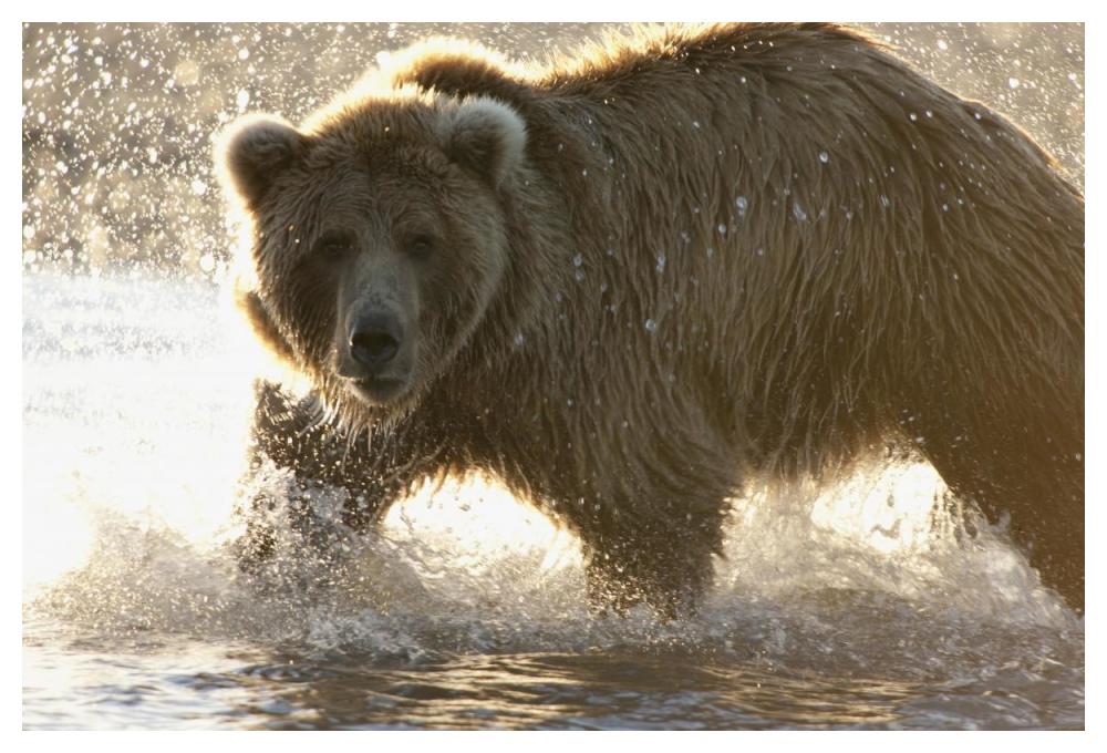 Grizzly Bear foraging for salmon in stream, Katmai National Park, Alaska-Paper Art-50"x34"