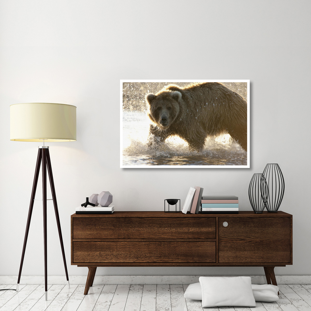 Grizzly Bear foraging for salmon in stream, Katmai National Park, Alaska-Paper Art-50&quotx34"