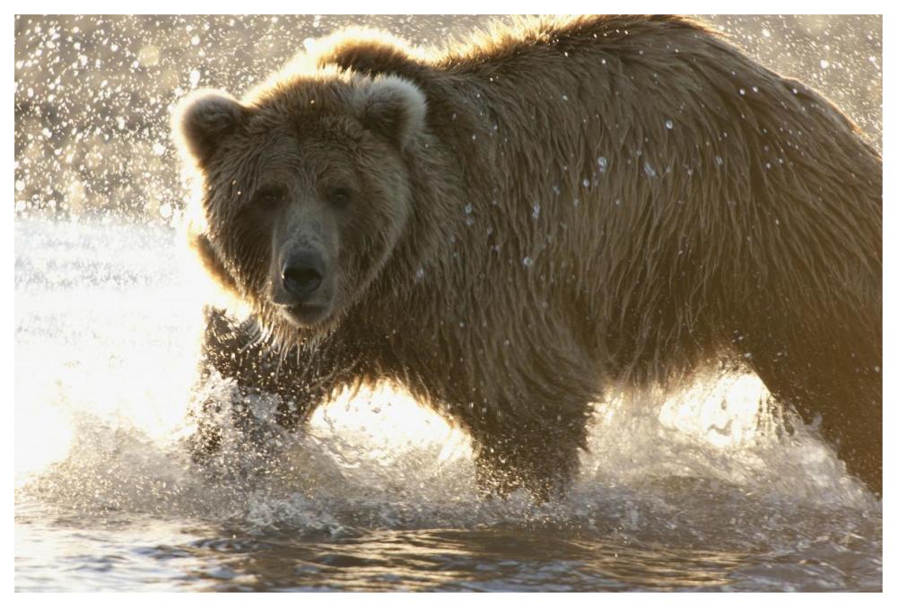 Grizzly Bear foraging for salmon in stream, Katmai National Park, Alaska-Paper Art-62"x42"