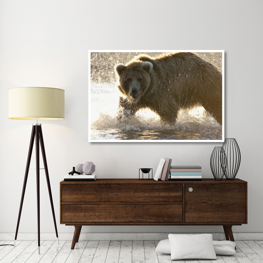 Grizzly Bear foraging for salmon in stream, Katmai National Park, Alaska-Paper Art-62&quotx42"