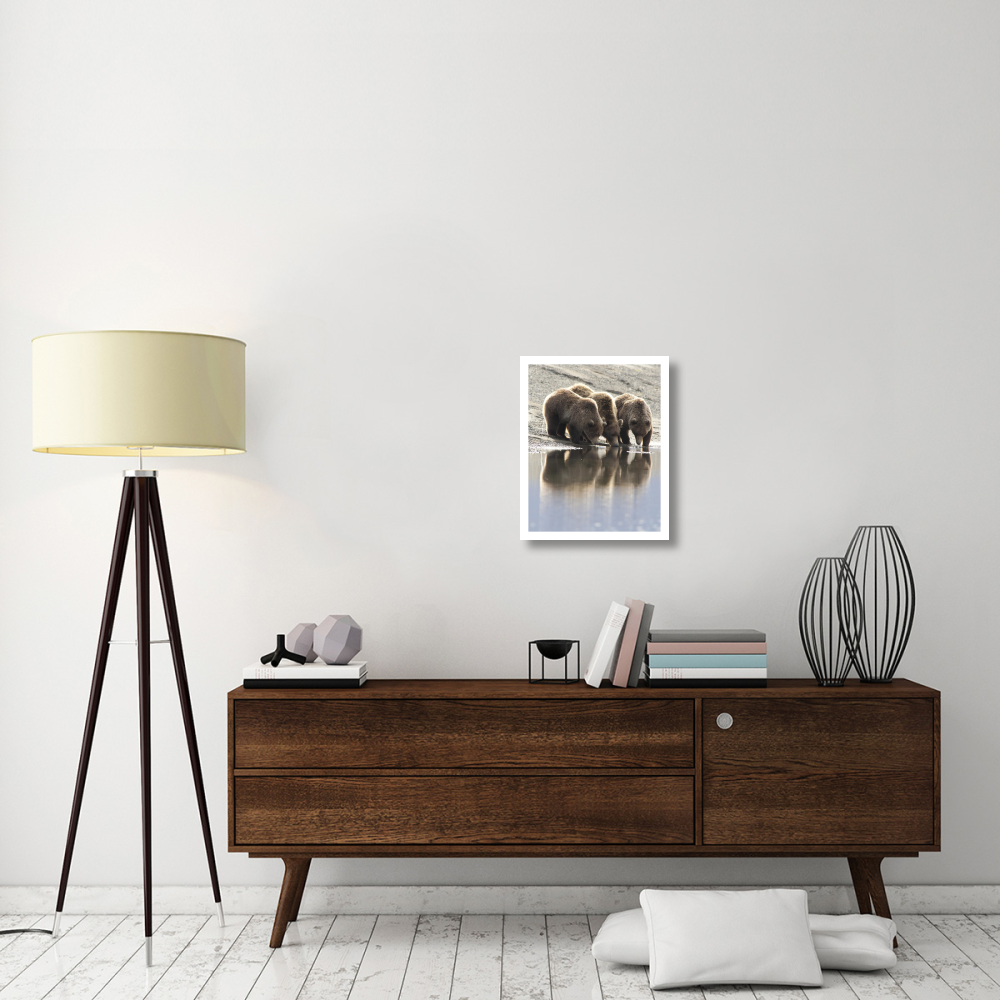 Grizzly Bear mother and yearling cubs drinking, Katmai National Park, Alaska-Paper Art-18&quotx22"