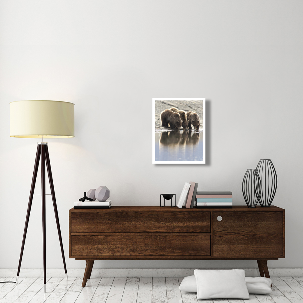 Grizzly Bear mother and yearling cubs drinking, Katmai National Park, Alaska-Paper Art-22&quotx26"