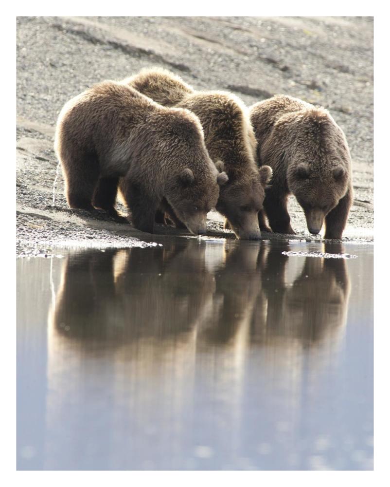 Grizzly Bear mother and yearling cubs drinking, Katmai National Park, Alaska-Paper Art-24"x30"