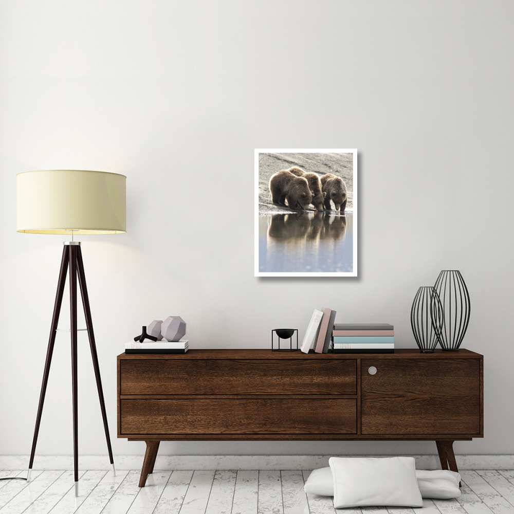 Grizzly Bear mother and yearling cubs drinking, Katmai National Park, Alaska-Paper Art-24&quotx30"