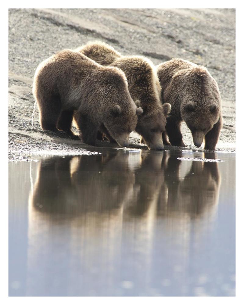 Grizzly Bear mother and yearling cubs drinking, Katmai National Park, Alaska-Paper Art-30"x37"