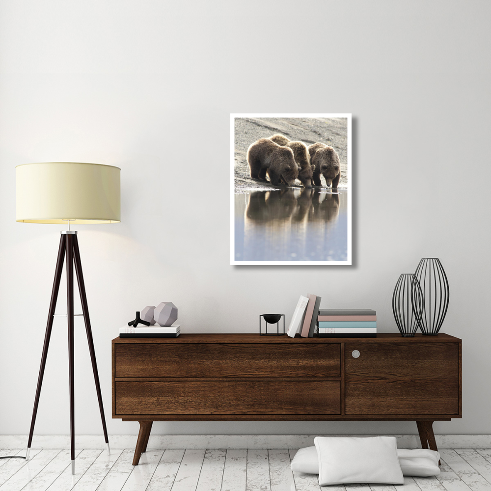 Grizzly Bear mother and yearling cubs drinking, Katmai National Park, Alaska-Paper Art-30&quotx37"
