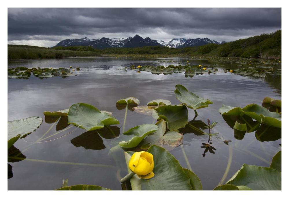 European Yellow Pondlily on pond with overcast sky, Katmai National Park, Alaska-Paper Art-20"x14"