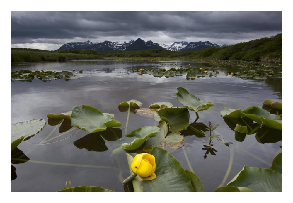 European Yellow Pondlily on pond with overcast sky, Katmai National Park, Alaska-Paper Art-26"x18"