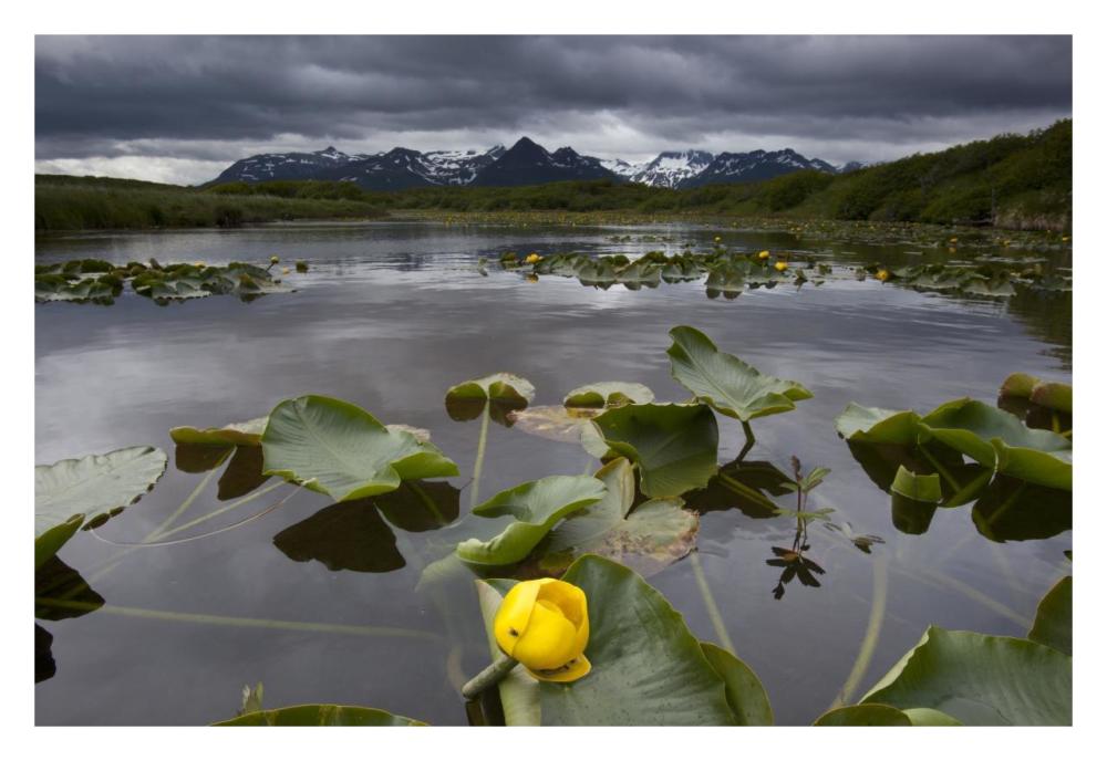 European Yellow Pondlily on pond with overcast sky, Katmai National Park, Alaska-Paper Art-32"x22"
