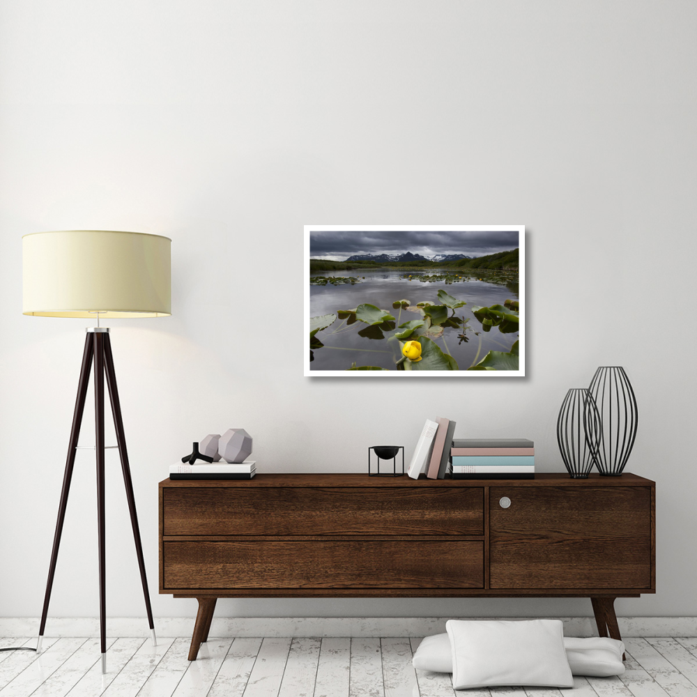 European Yellow Pondlily on pond with overcast sky, Katmai National Park, Alaska-Paper Art-38&quotx26"